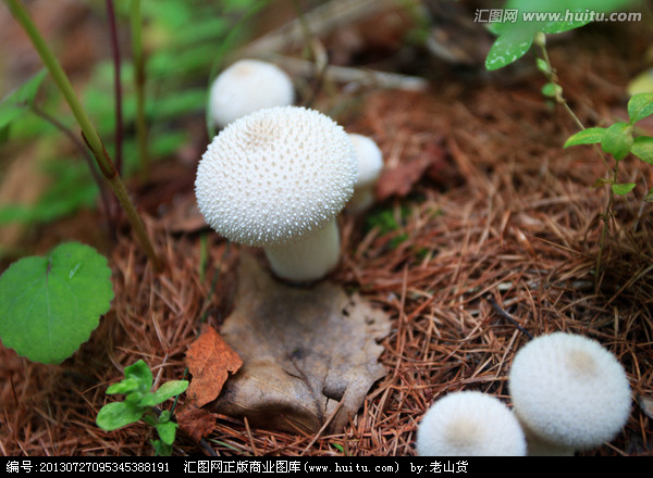 请教这是什么蘑菇,在甘南松林里采蘑菇看到的