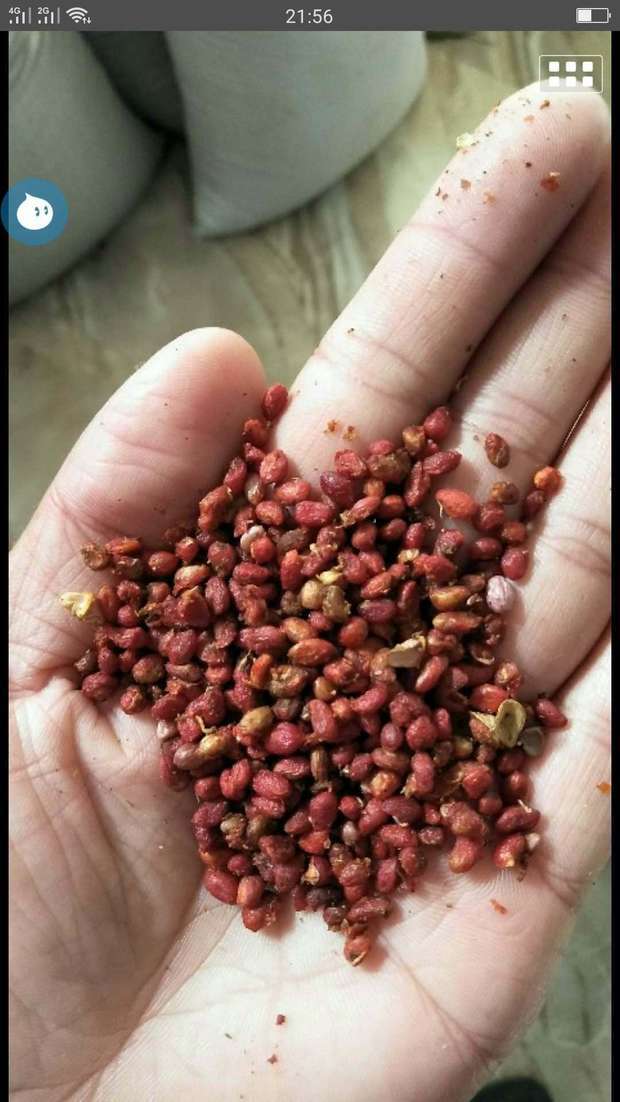 重楼种子怎样辨别真假 谢谢各位老师 帮忙确认