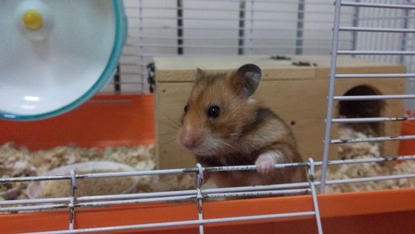 diy金丝熊窝 怎样自制仓鼠小窝