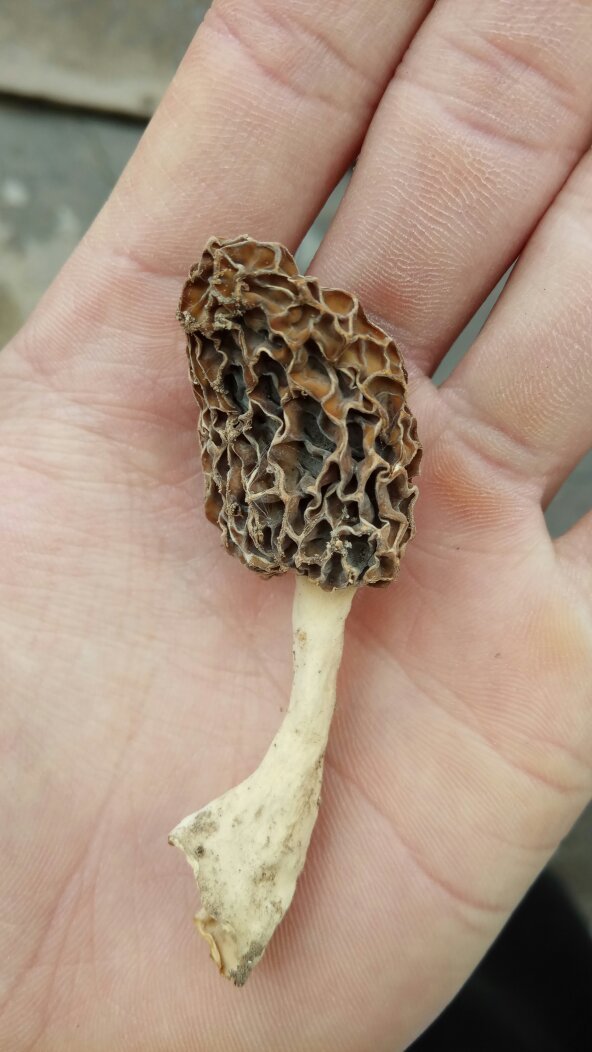 求蘑菇种类这是什么蘑菇,据说是药蘑菇,都有什么功效