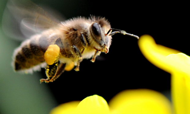 什么动物勤劳朴实?_360问答