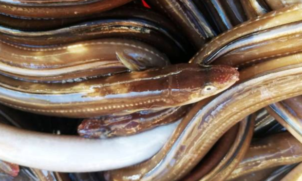 青岛当地鳗磷是什么品种