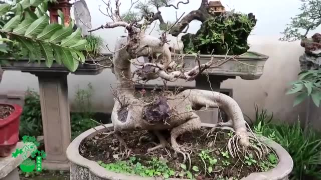 盆景也懂" 写英文""s"弯造型有个性,曲线优雅,赏心悦目