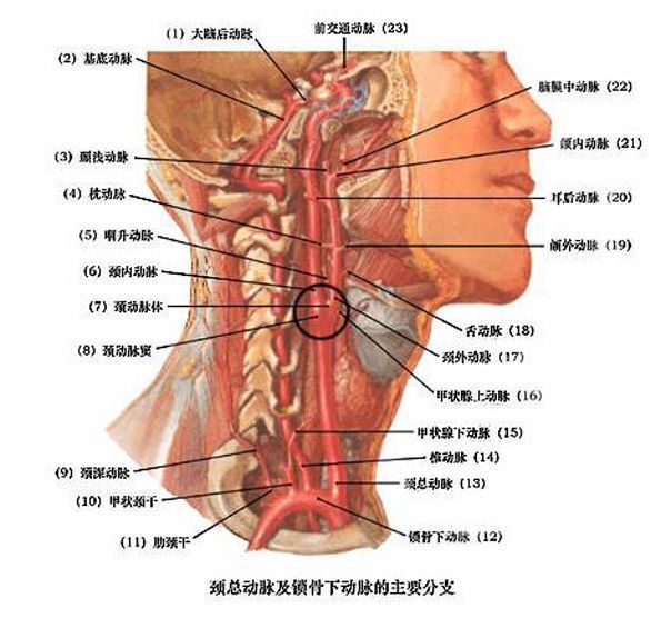 颈总动脉窦部结构图图片