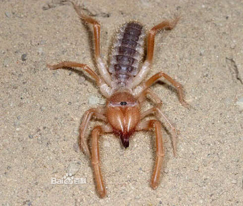 在沙漠戈壁生活的既像蝎子,又像蜘蛛,又像虾姑