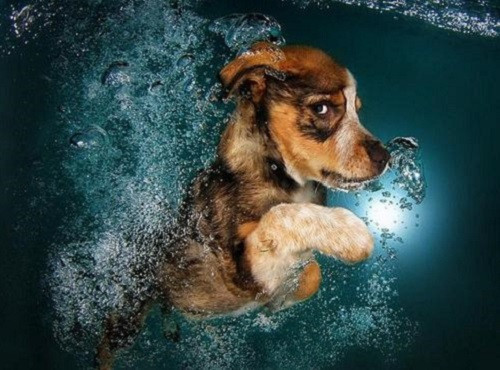 小狗第一次洗澡害怕胆怯,怎么给小狗洗澡呢?