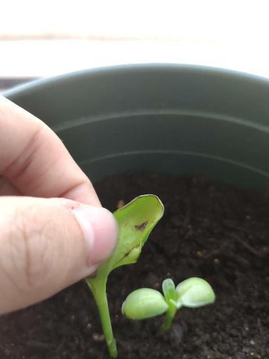 我的向日葵幼苗叶片发黑 这怎么整啊