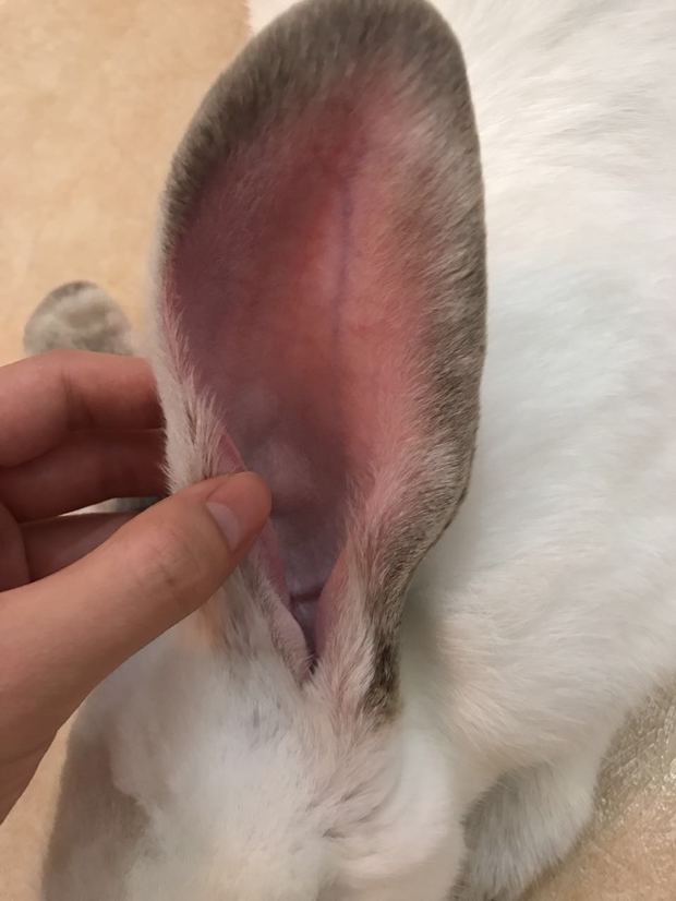 兔子耳朵发红发烫