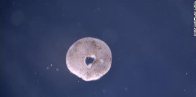 活体可编程机器人