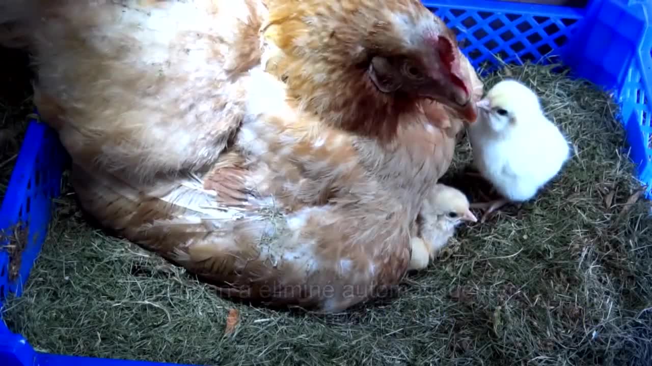 视频:母鸡带小鸡啄食萌坏了 母鸡吃一口小鸡就跟着吃一口