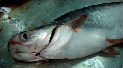 pangasiidae        巨鲶属      pangasius    鱼类 下图为     博氏