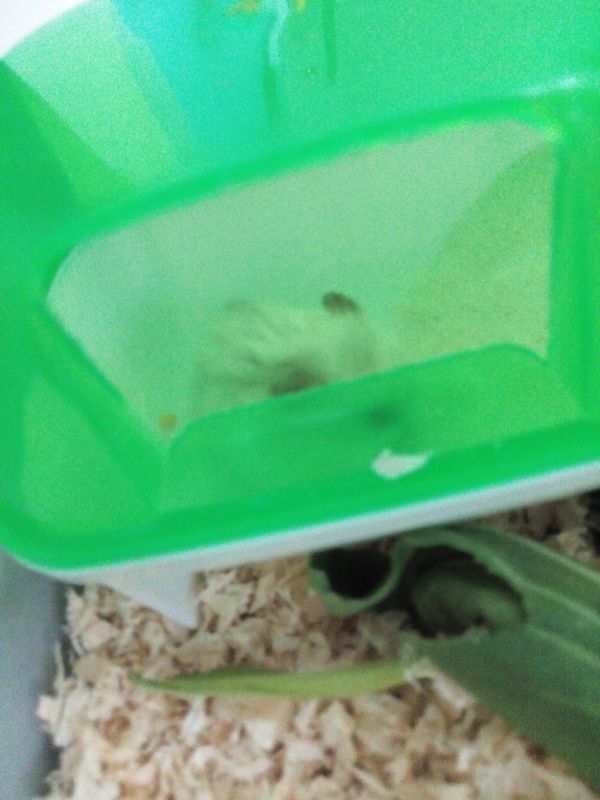 仓鼠的毛怎么回事