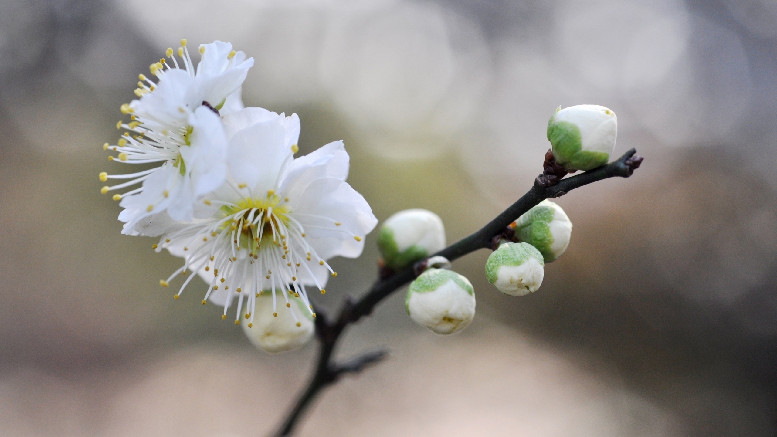 白梅花香自苦寒来[图11]