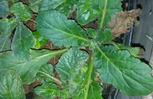 肺风草的功能主治_360问答