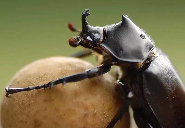 倒立着推粪球的屎壳郎,为什么黑夜里也能走直线?