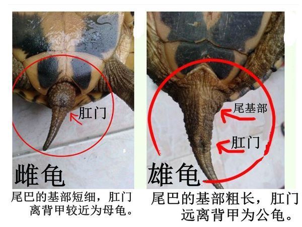 公龟和母龟的区别照片图片