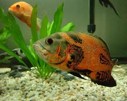 地图鱼吃干饲料吗 建议喂食肉食性饲料