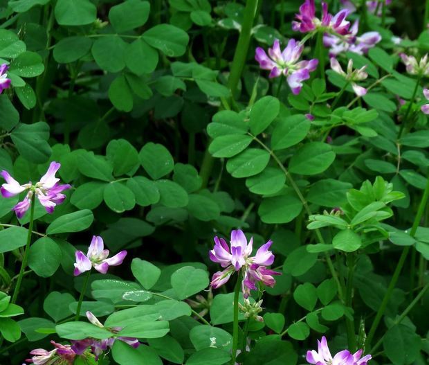 从叶子看,应该 紫云英,豆科,黄耆属二年生草本植物.