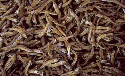 自制猫零食小鱼干怎么做?