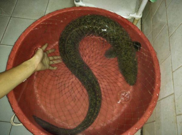 如图   ,    应为          溪滑        学名 鳗鲡科        anguil