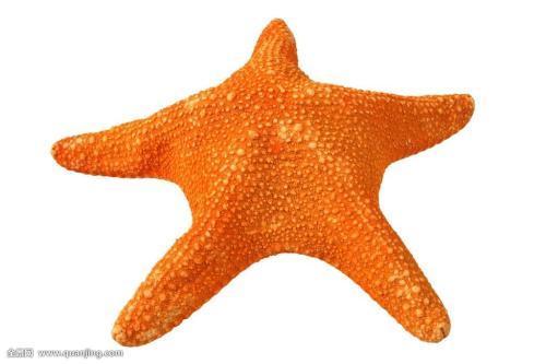 海滩的红色像星星的东西是什么