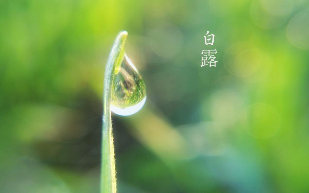 与你的白露节[图9]