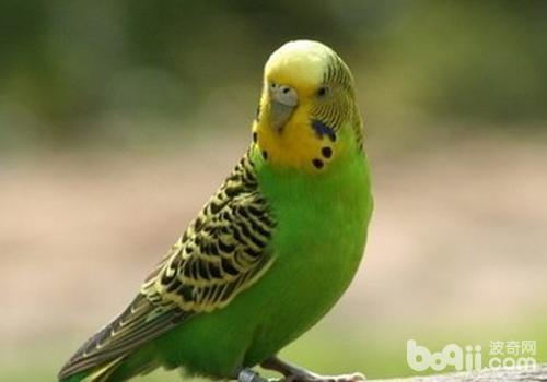 虎皮鹦鹉求爱时叫声mp3