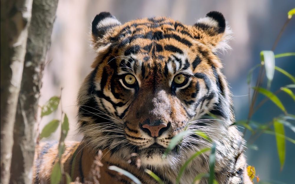 【猫】国家地理摄影作品中的一些猫科动物合集