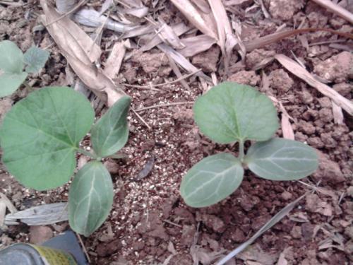 去年买的小葫芦,天天把玩,半个月的时间包浆就