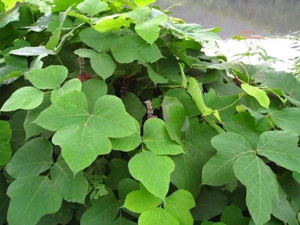 野葛根是什么样子的 商农网