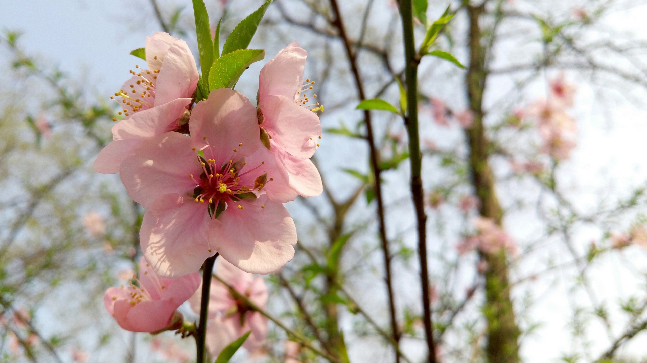 娇艳桃花花卉桌面壁纸[图10]