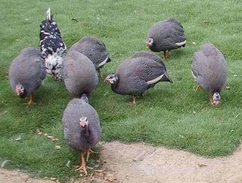 背部有几根羽毛;二是分布在非洲热带森林的"羽冠珠鸡";三是"灰顶珠鸡"