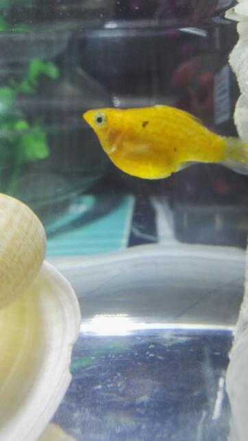 这是只母皮球鱼,今天开始发现它一会在水面一