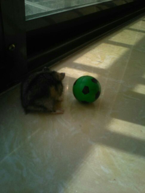 我前两天买的仓鼠一直咬人,怎么回事?疼死个我