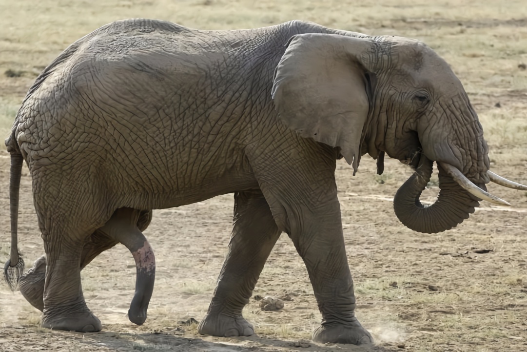 非洲公象战斗力不容小觑,狮子看见它四处逃窜,野牛得叫它大哥
