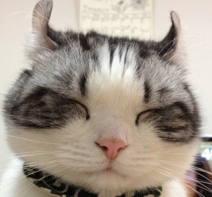 不知道楼主男的女的,发些呆呆的可爱的图像给你了.