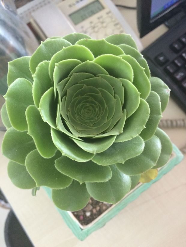 请问这是什么植物