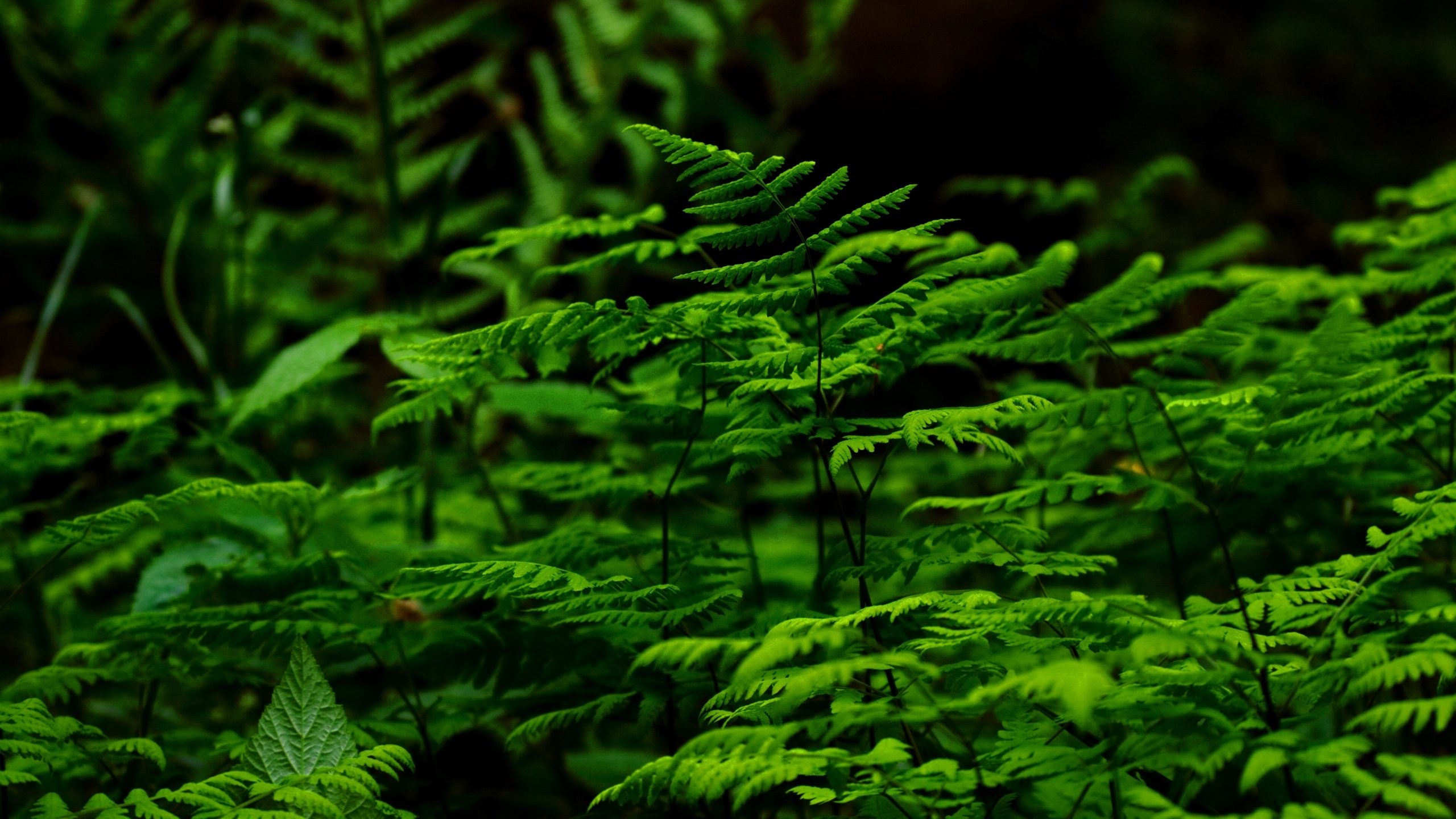 植物绿叶嫩芽图片[图3]