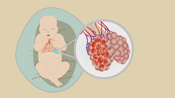 新生儿卡通肺部图片图片