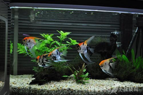 新鱼缸需要养多久的水才能养鱼呢