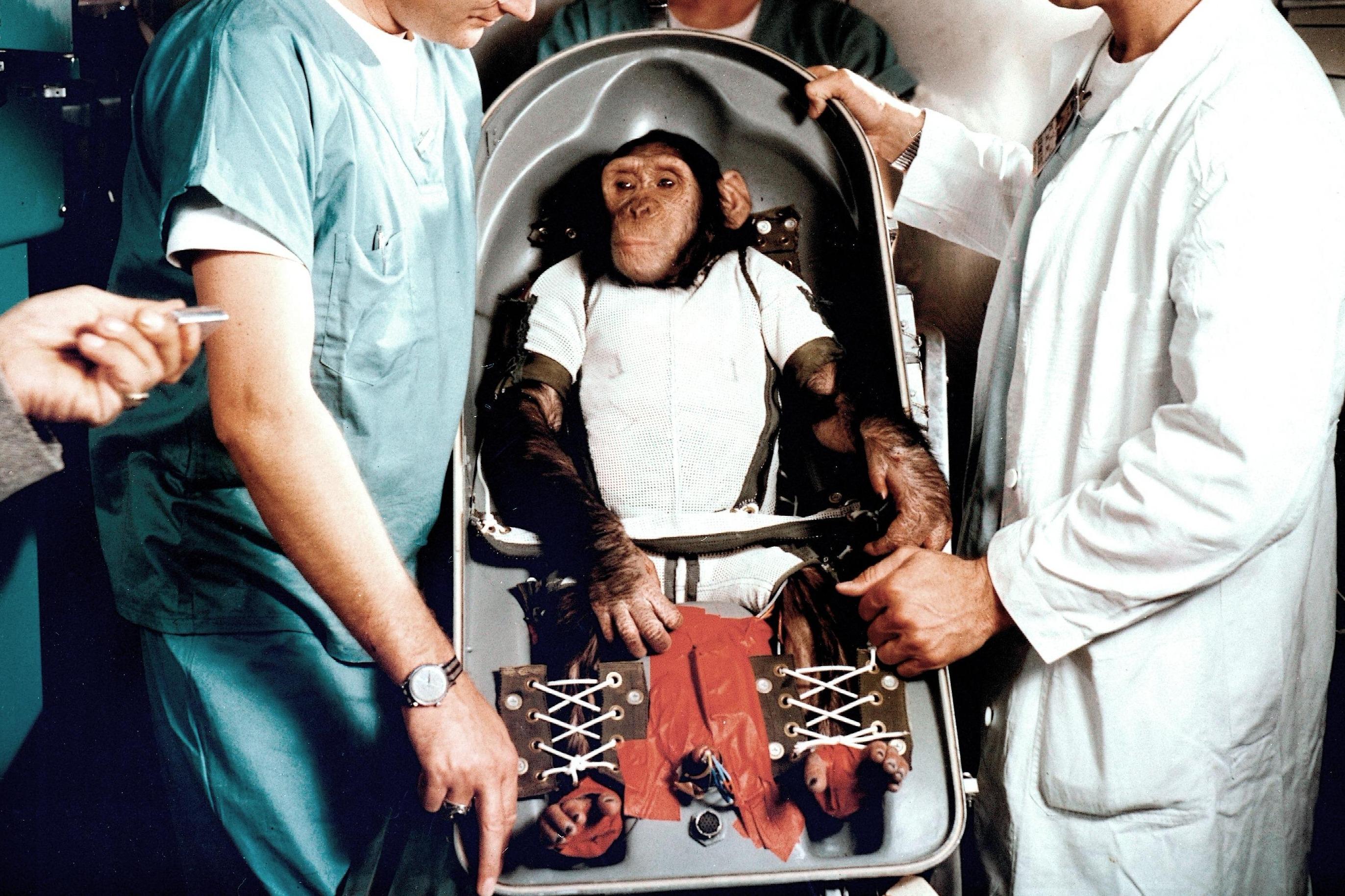 视频:当年被美国送到 太空的 黑猩猩,最后活得怎么样?