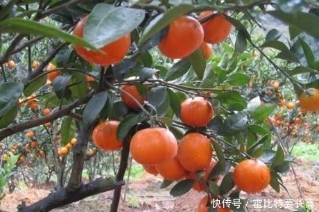 做以下工作汇报