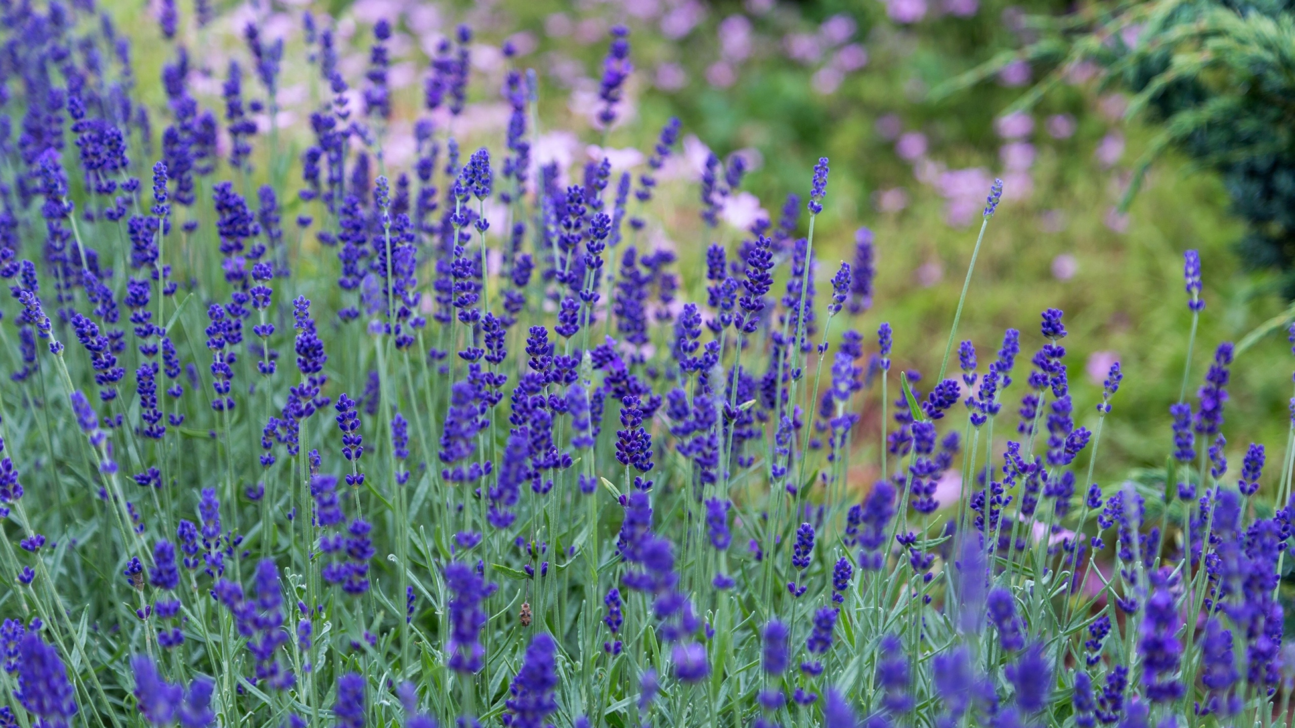 薰衣草花卉桌面壁纸[图2]