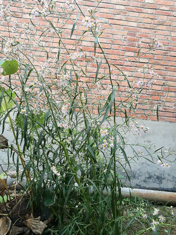 开紫色小花的植物,叶子像柳树叶。求告知是什