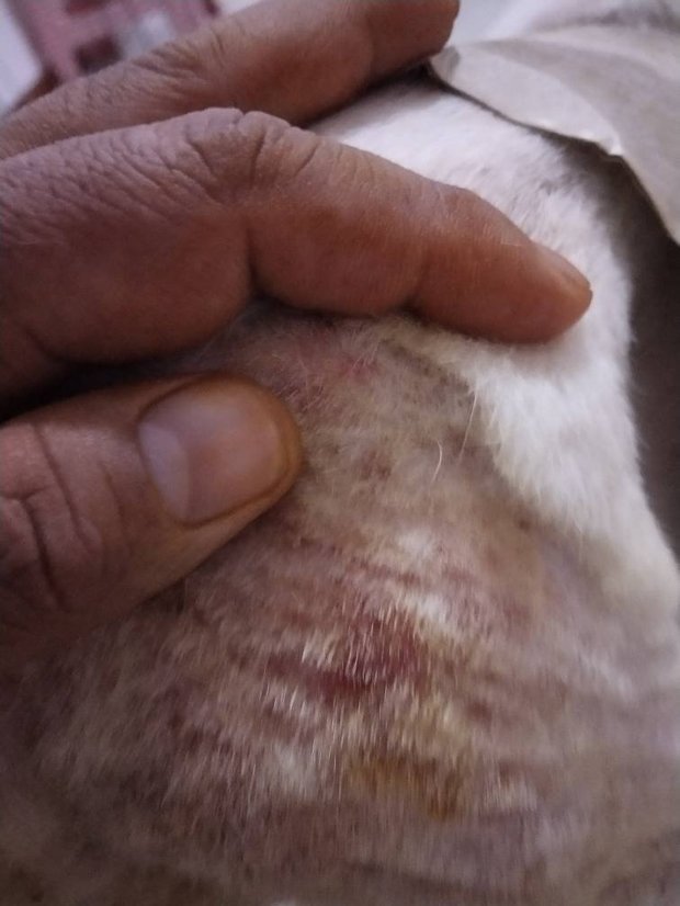 狗狗身上长了癞子,一块一块的结了血痂,很痒总是自己抓,后腿屁股上最