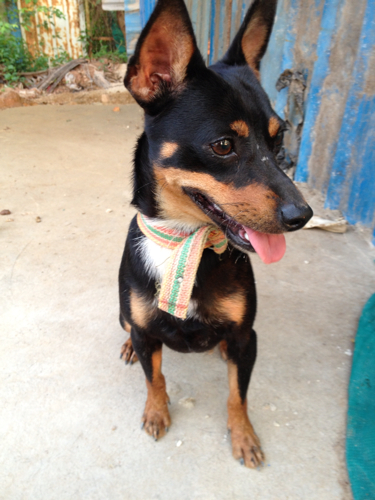 请问这是什么品种的宠物狗?尾巴很短的?值钱么?