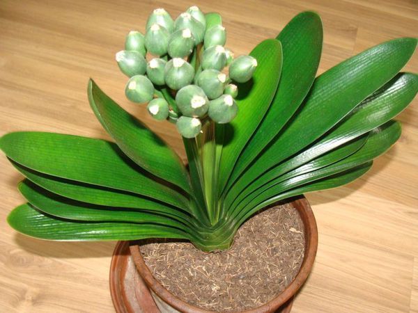 君子兰是吸氧植物还是放养植物