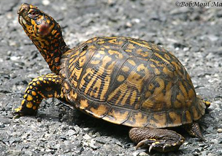 东箱龟和东锦龟有何不同