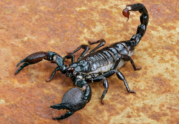 为什么蝎子尾巴有毒