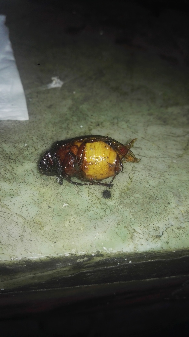 掉进我炒菜的锅里了!我那锅还能要吗?有毒